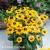 Rudbeckia SMILEY Z Divine 2.webp