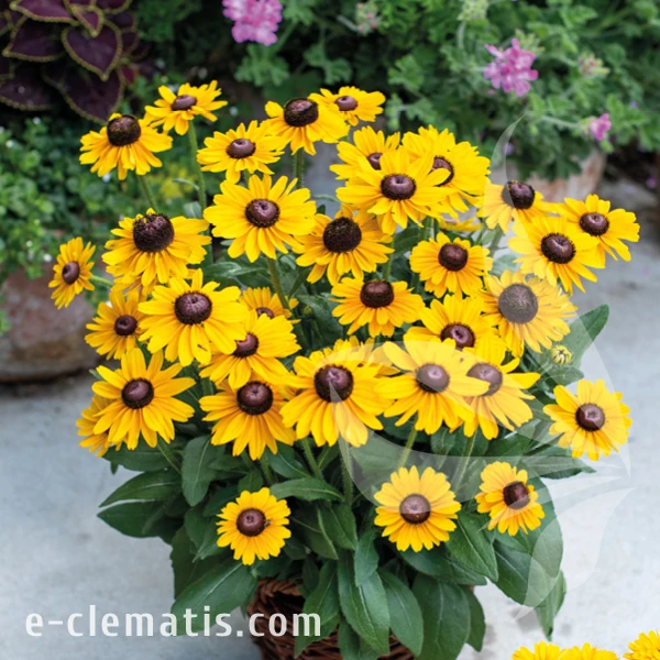 Rudbeckia SMILEY Z Divine 2.webp