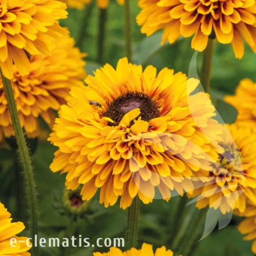 Rudbeckia SMILEY Z Double Kissing.webp