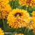 Rudbeckia SMILEY Z Double Kissing.webp
