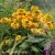 Rudbeckia SMILEY Z Double Kissing 1.webp