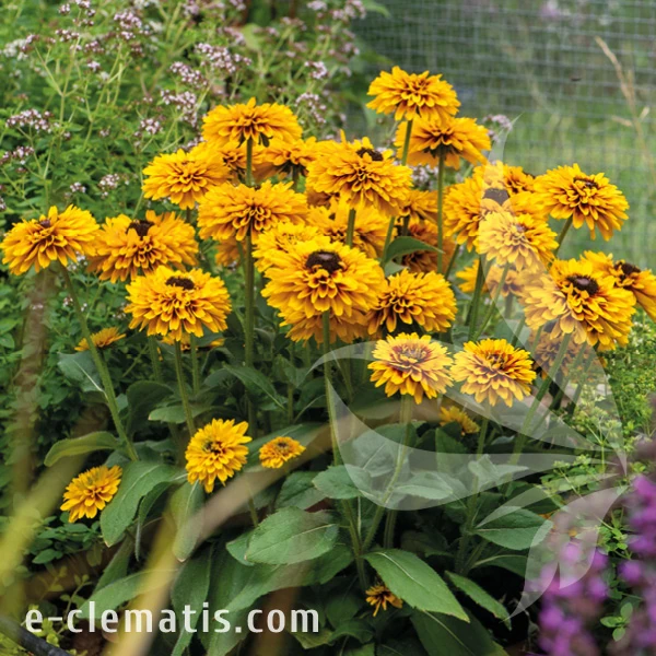 Rudbeckia SMILEY Z Double Kissing 1.webp