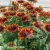 Rudbeckia SMILEY Z Happy 1.webp