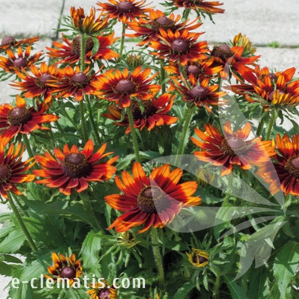 Rudbeckia SMILEY Z Happy 1.webp