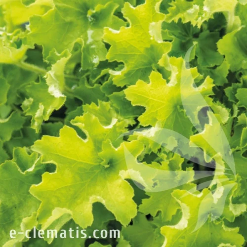 Heuchera Rex Lime.webp