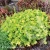 Heuchera Rex Lime1.webp