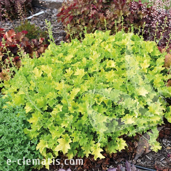 Heuchera Rex Lime1.webp