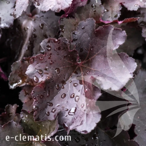 Heuchera Rex Black.webp