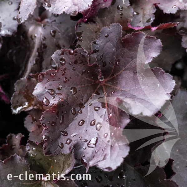 Heuchera Rex Black.webp