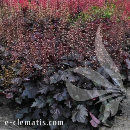 Heuchera Rex Black 1.webp