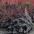 Heuchera Rex Black 1.webp
