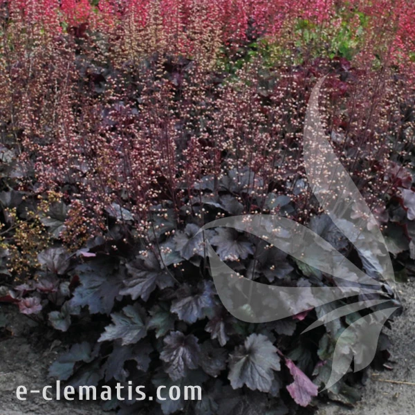 Heuchera Rex Black 1.webp