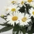 Leucanthemum SWEET DAISY Christine 1.webp