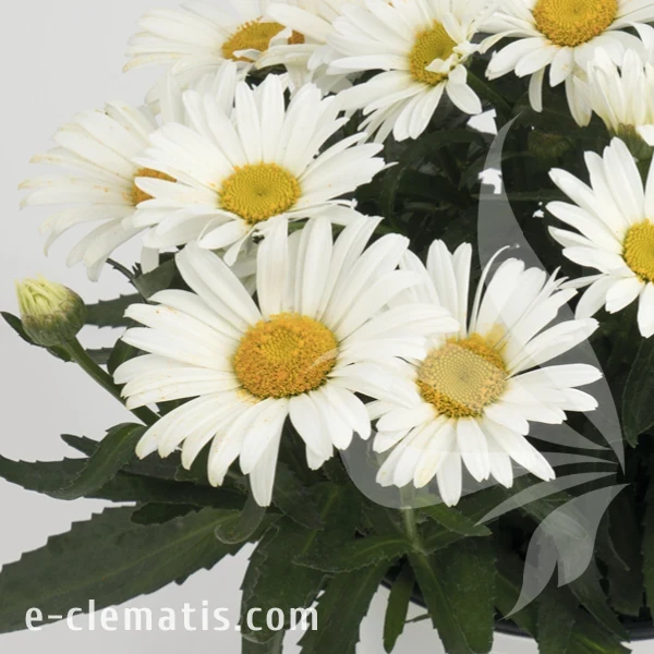 Leucanthemum SWEET DAISY Christine 1.webp