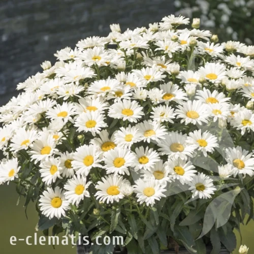 Leucanthemum SWEET DAISY Christine.webp