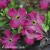 Clematis Carmencita2.webp