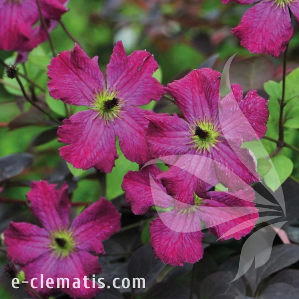 Clematis Carmencita2.webp
