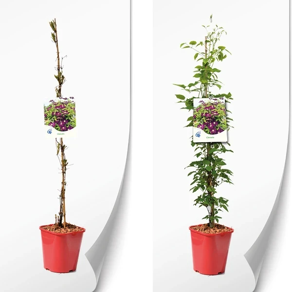 Clematis Carmencita3.webp