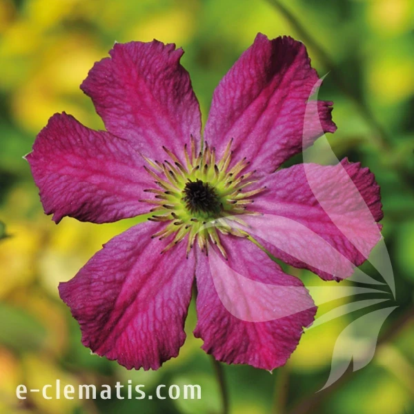 Clematis Carmencita4.webp