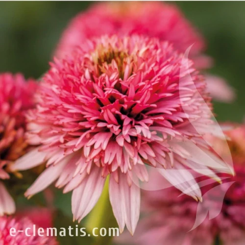 Echinacea purpurea Butterfly Kisses 1.webp