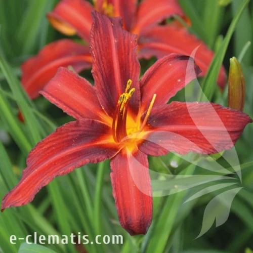 Hemerocallis Crimson Pirate 1.webp