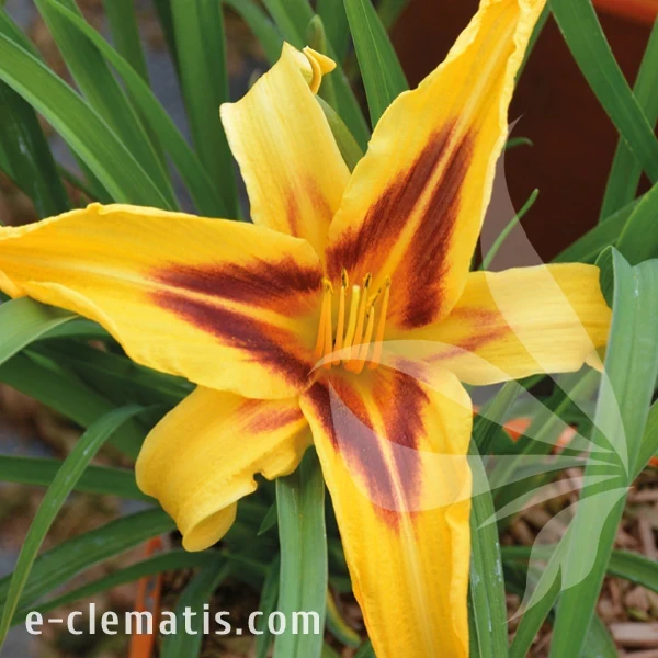 Hemerocallis Bonanza.webp