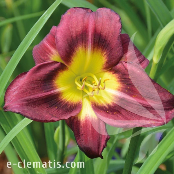 Hemerocallis Night Beacon.webp