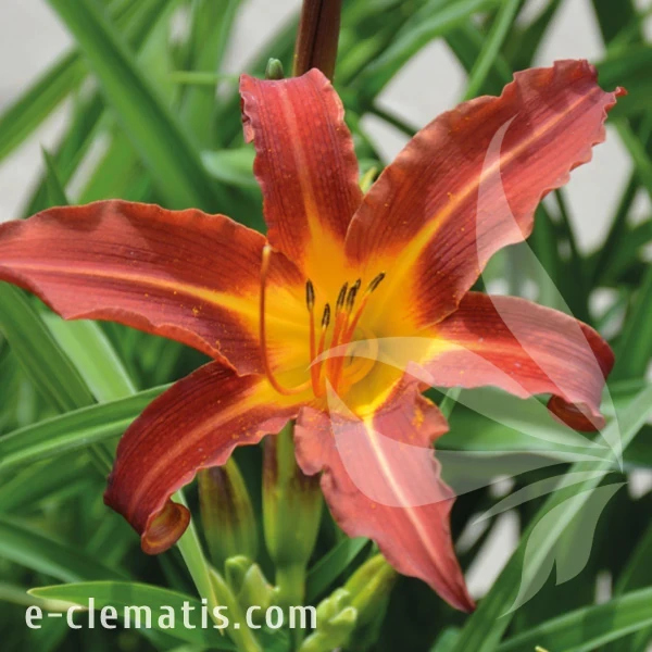 Hemerocallis Autumn Red.webp