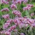 Verbena bonariensis Lollipop.webp