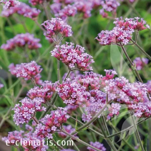 Verbena bonariensis Lollipop.webp