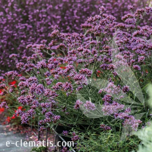 Verbena bonariensis Lollipop 1.webp
