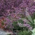 Verbena bonariensis Lollipop 1.webp