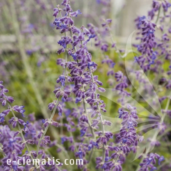 Perovskia atriplicifolia Little Spire.webp