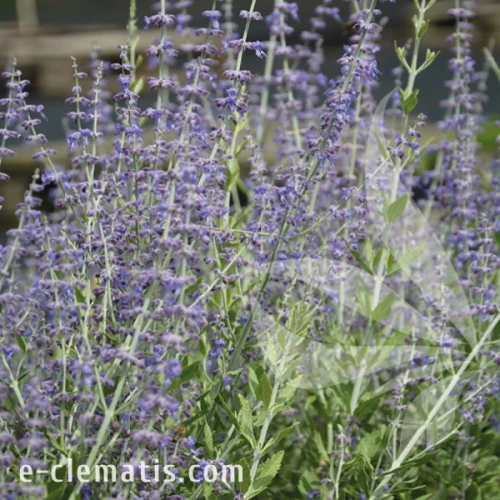 Perovskia atriplicifolia Little Spire 1.webp