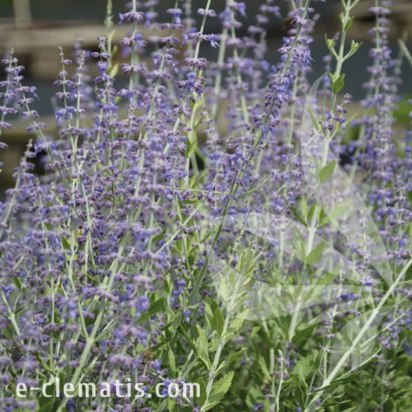 Perovskia atriplicifolia Little Spire 1.webp
