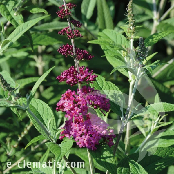 Buddleja davidii Miss Ruby PW.webp