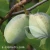 Asimina triloba 1.webp