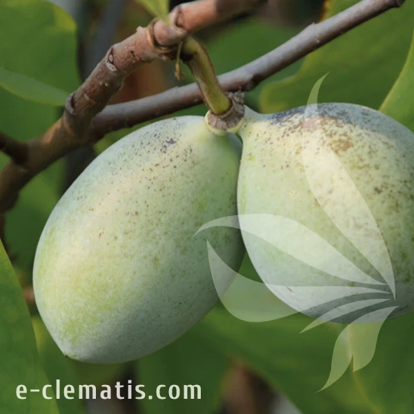 Asimina triloba 1.webp