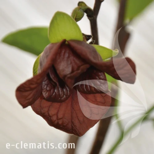 Asimina triloba.webp