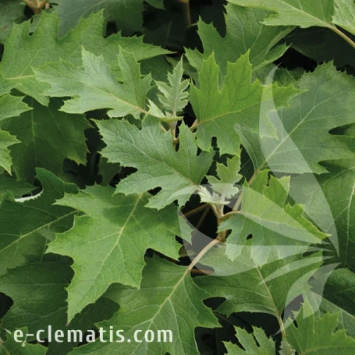 Hydrangea quercifolia ICE CRYSTAL.webp