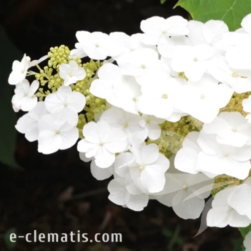 Hydrangea quercifolia ICE CRYSTAL 1.webp