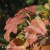 Hydrangea quercifolia Burgundy.webp