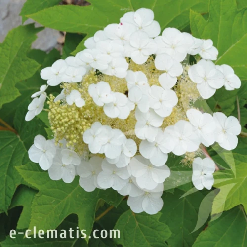 Hydrangea quercifolia Burgundy 1.webp