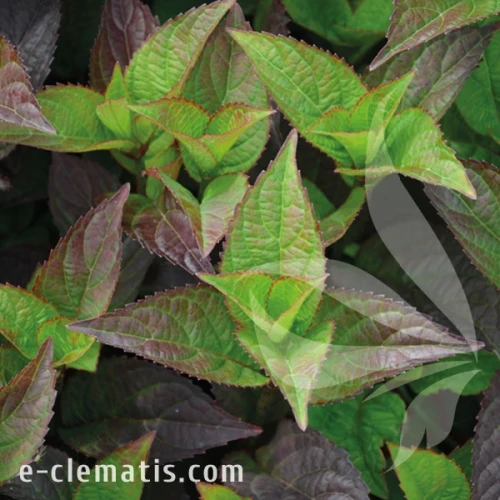 Hydrangea serrata Daredevi 1.webp