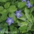 Vinca major.webp