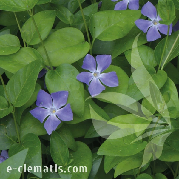 Vinca major.webp