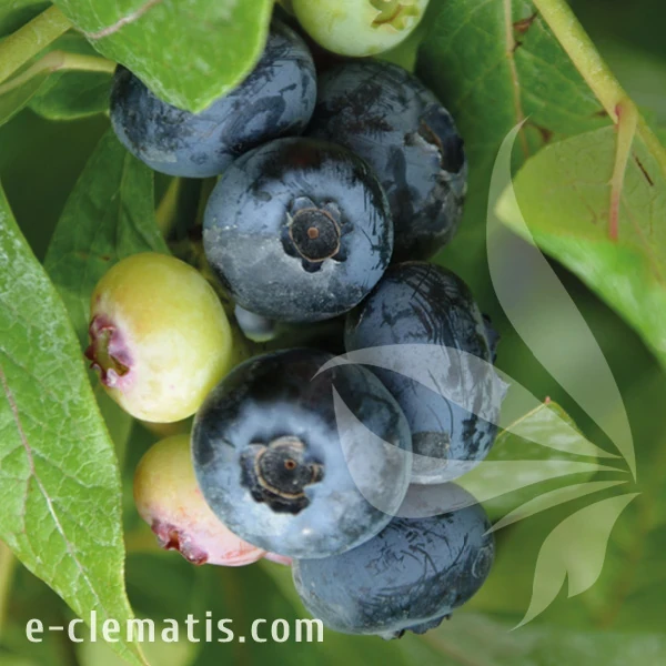 Vaccinium corymbosum Sierra.webp