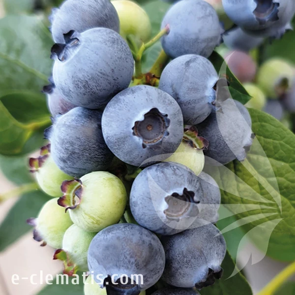 Vaccinium corymbosum Sierra.webp