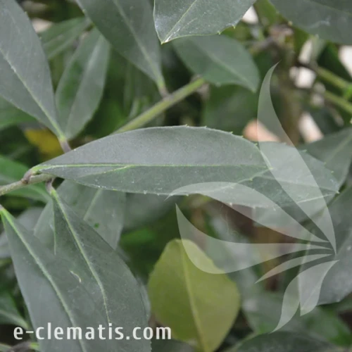Ilex paraguariensis 3.webp