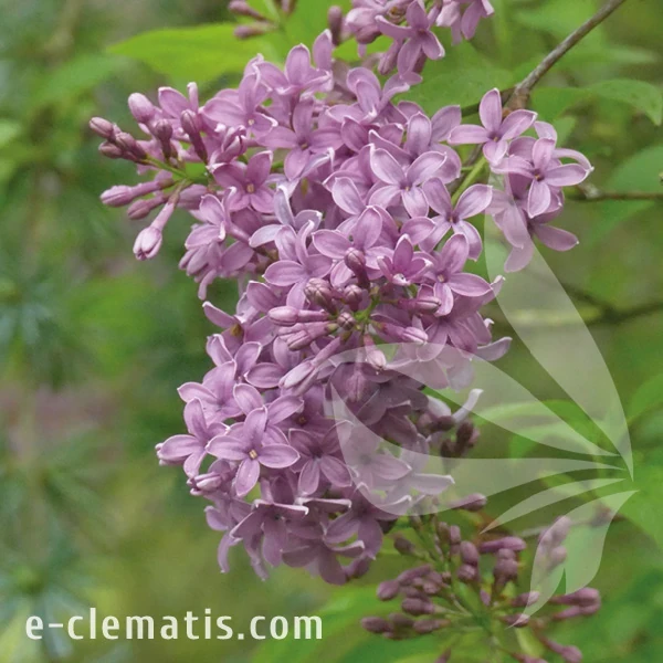 Syringa chinensis Saugeana.webp